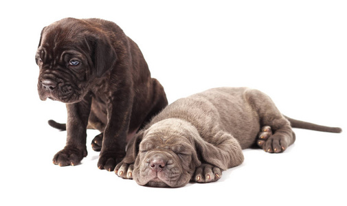 两只漂亮的幼犬意大利獒犬科索1个月