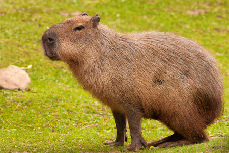 capybara水稻