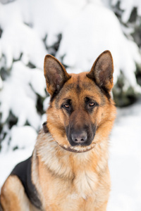 德国牧羊犬，站在雪地里