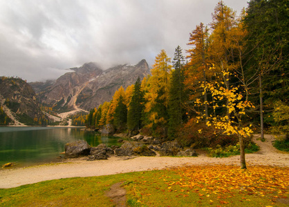 Braies 湖的秋天风景 Braies 在阿尔卑斯背景在南蒂罗尔在意大利。欧洲著名和非常受欢迎的旅游目的地。湖岸秋季景观与黄叶