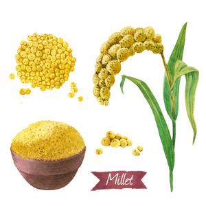 谷子穗小米水彩插画套装照片