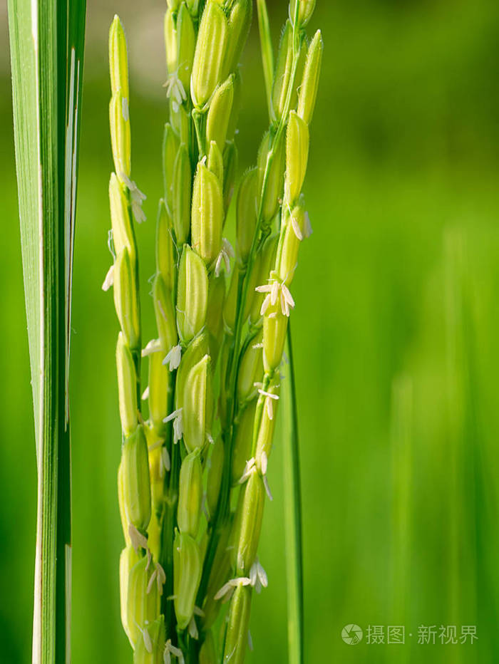 水稻花的特写
