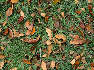 干树叶落在地上