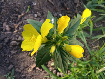 小绿灌木, 有黄色, 娇嫩的花朵