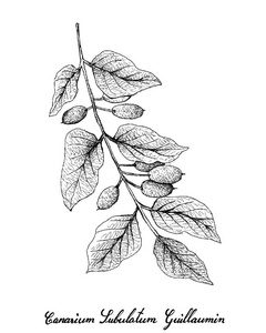 橄榄的树枝上图片