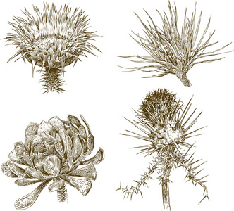 植物素描图片 植物素描素材 植物素描插画 摄图新视界