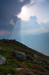 令人惊异与花杜鹃山景观。Carpathi