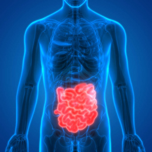 人体消化系统解剖小肠