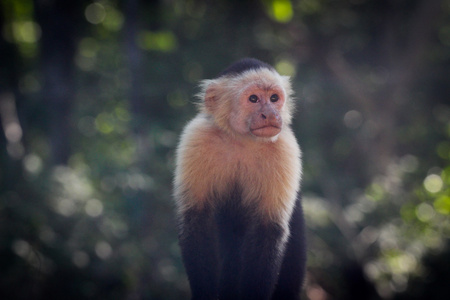 卷尾猴在哥斯达黎加