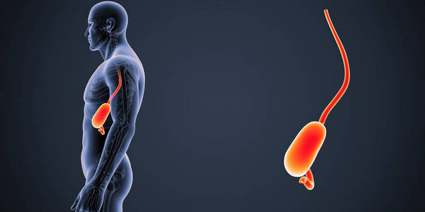 人类男性身体和胃的多彩医学例证