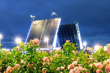 在前景盛开玫瑰和明亮的灯光圣彼得斯堡的夜宫桥