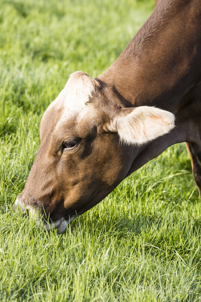 瑞士褐色牛擦伤在春天早晨在草甸在瑞士的山麓
