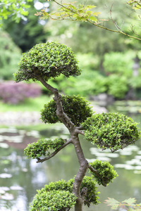 日本花园, 异国情调的植物, 春天, 弗罗茨瓦夫, 波兰