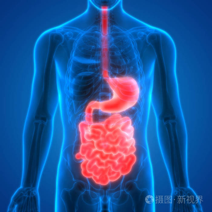 人体消化系统解剖胃与小肠