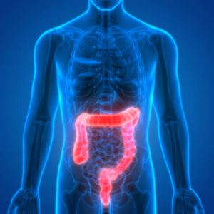 人体消化系统解剖大肠