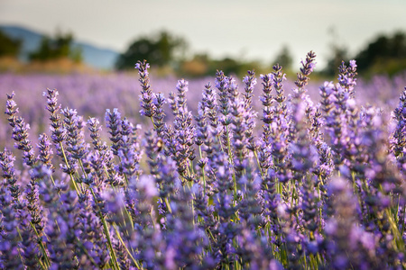 法国薰衣草图片