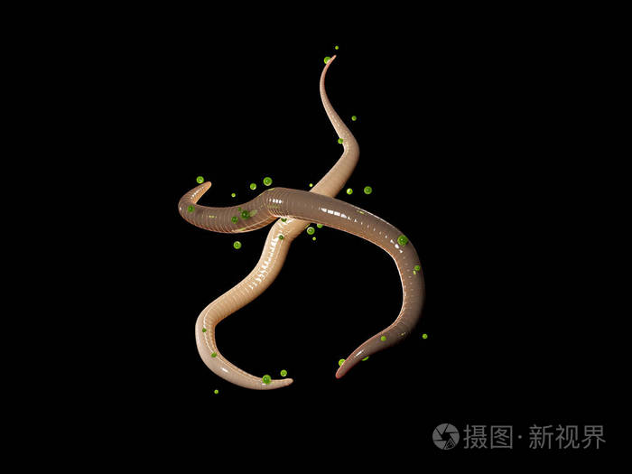 3d寄生蛔虫孤立黑色背景的图解