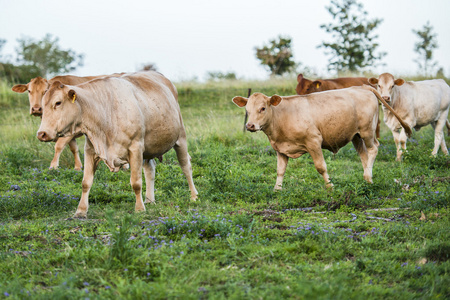 国家奶牛在昆士兰州