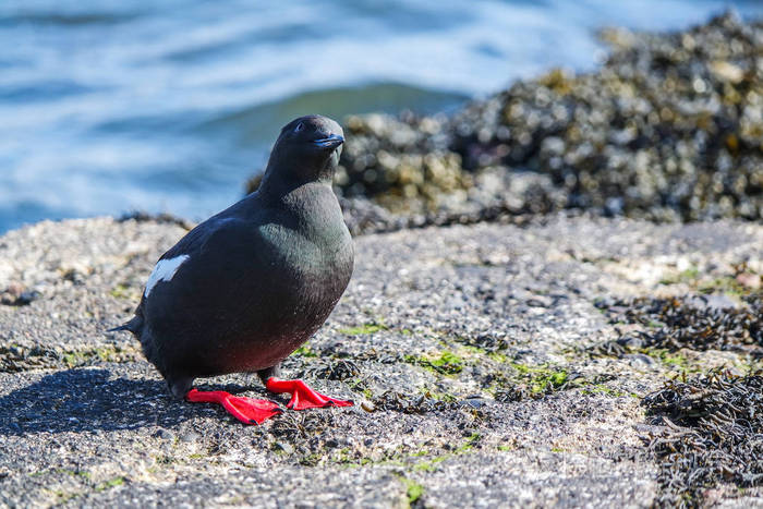 在码头上的黑色海鸠