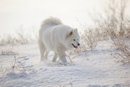 白狗萨摩耶在雪地上玩