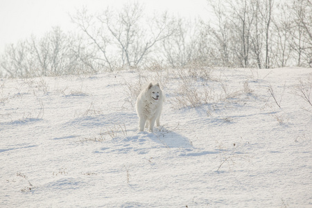 白狗萨摩耶在雪地上玩