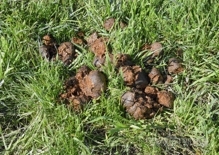 牧场草上的马粪