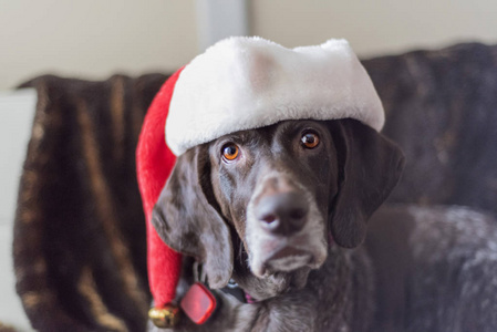 德国短头发指针狗穿上圣诞老人的帽子