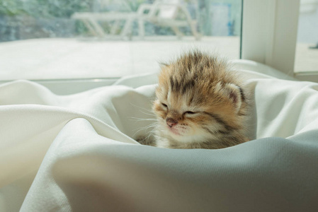 可爱的懒波斯小猫从睡在家里的白色毯子醒来照片