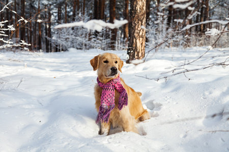 金毛猎犬在积雪中奔跑般粉色围巾