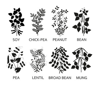 大豆花图片 大豆花素材 大豆花插画 摄图新视界