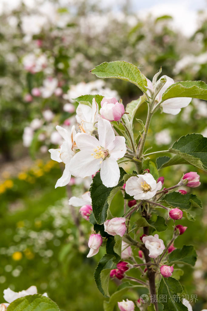 春天这些果树开花了