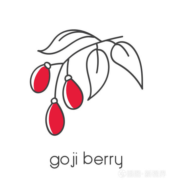 超级食品枸杞的现代矢量例证.