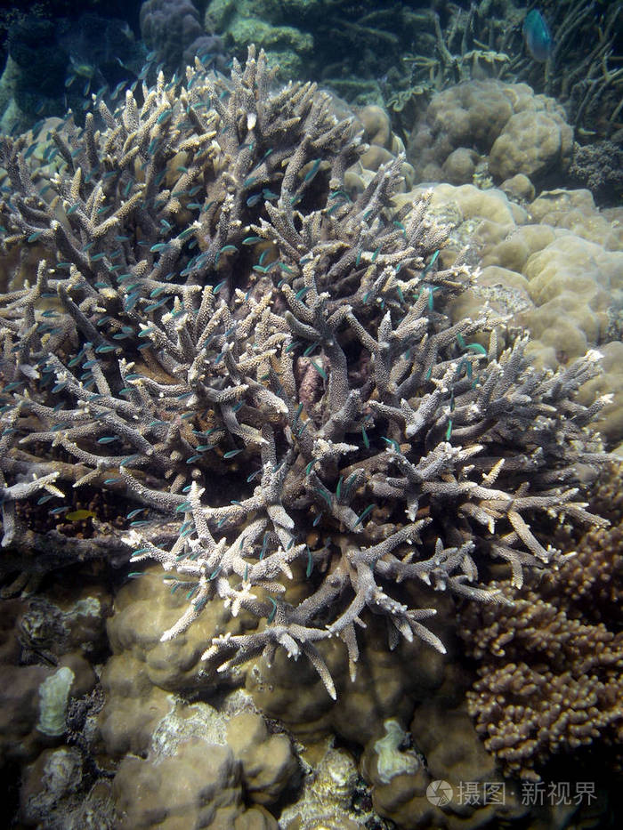 珊瑚礁中的小绿鱼