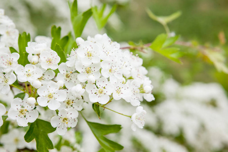 在自然界, 这灌木充满了白色美丽的花朵