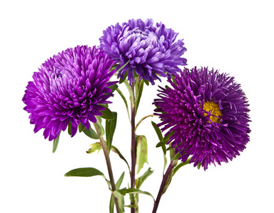 紫色菊花照片