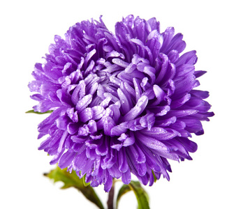 单紫色菊花
