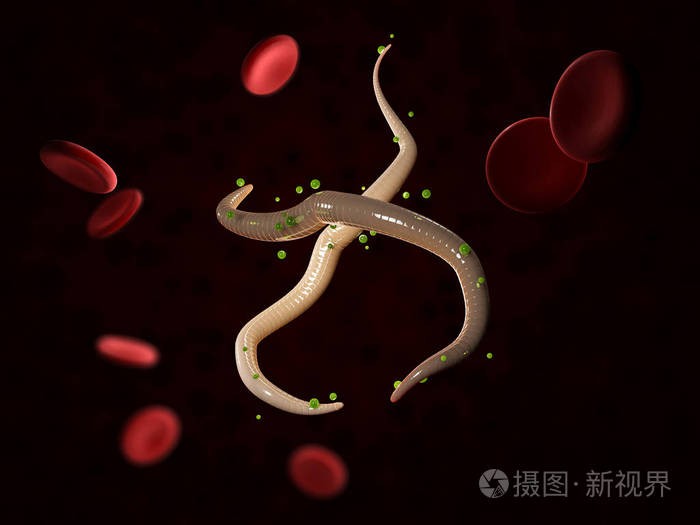 microfilaria蠕虫在血液3d例证