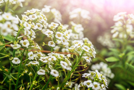 Lobularia 国际船运副瓣对消阿利瑟姆花头