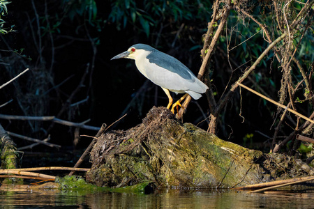 夜鹭, Nycticorax Nycticorax, 在美丽的阳光多瑙河三角洲罗马尼亚