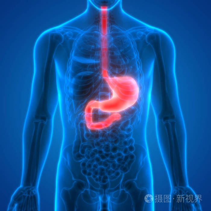 人体消化系统胃解剖