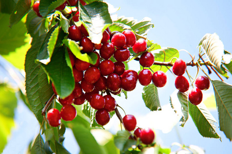 成熟可口的樱桃在果园的树枝上