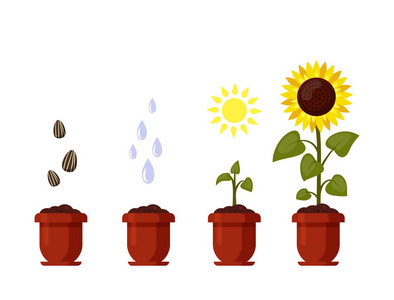 被剥皮的向日葵种子图片