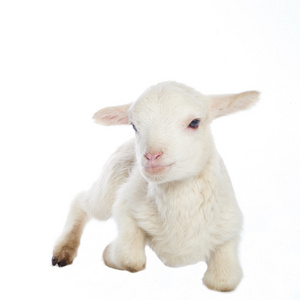 白色的小羊照片