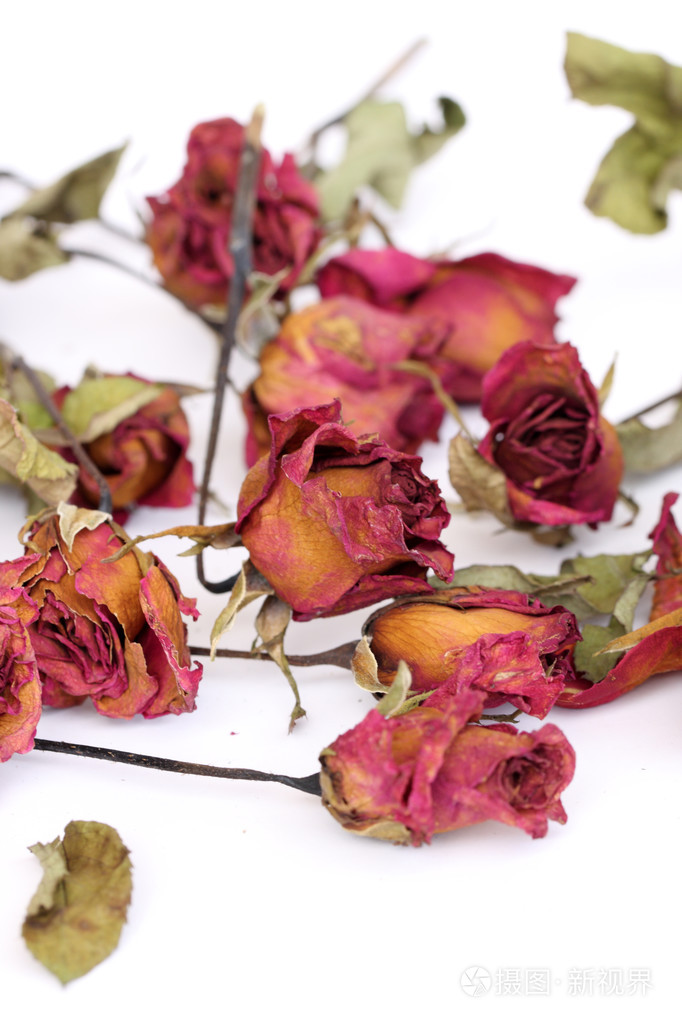 白色背景上的萎缩掉玫瑰