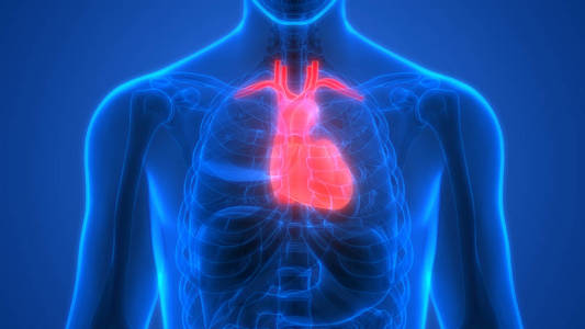 人体器官心脏解剖