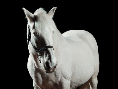 美丽的白色种马