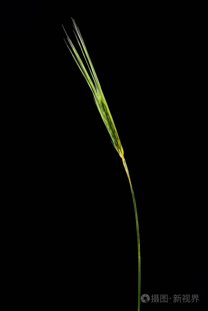 青麦耳黑色背景照片-正版商用图片0pj5hw-摄图新视界