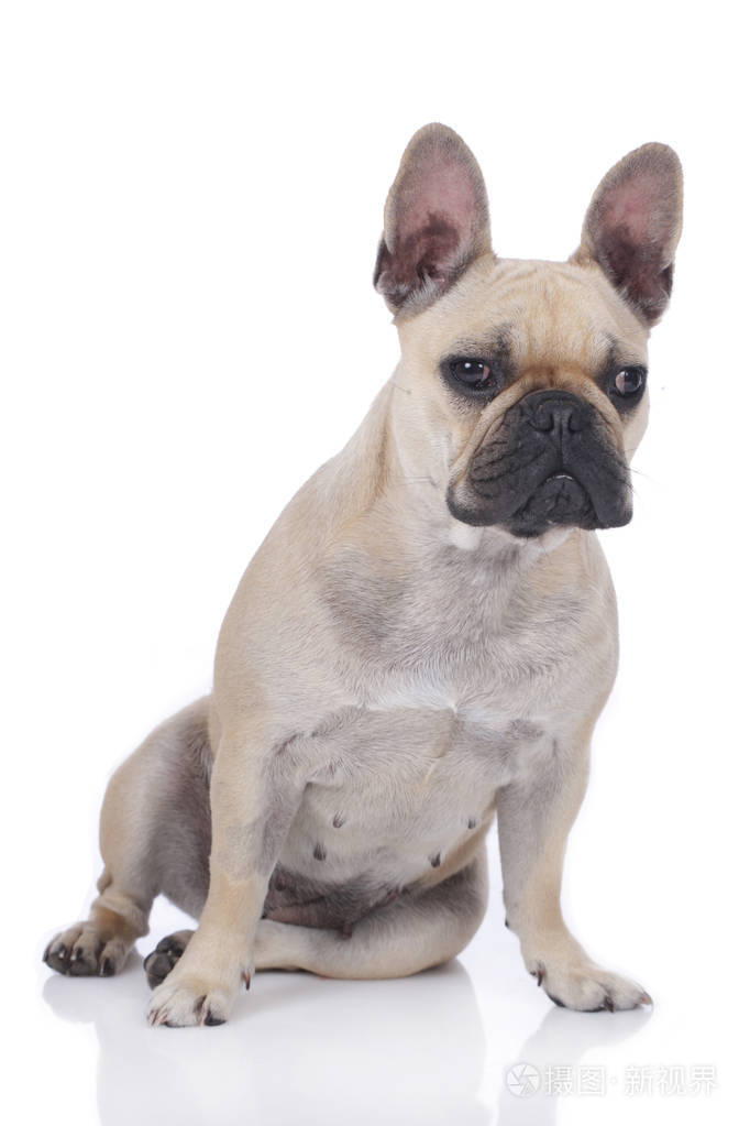 法国斗牛犬坐在白色隔离