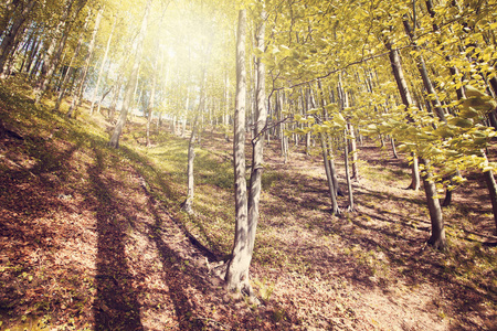 夏天日落在 Bieszczady 山, 波兰, 欧洲