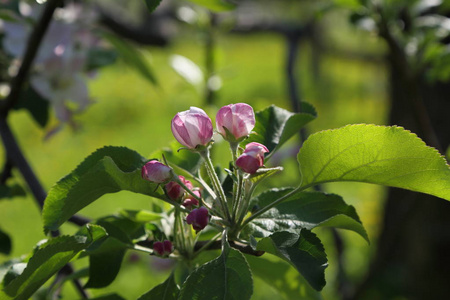 可爱而嫩的苹果树开花。选定焦点